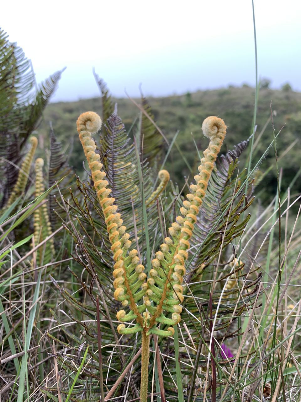 CLOSE-UP OF PLANT GROWING ON FIELD