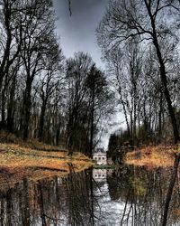 Trees by lake in forest against sky