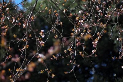 Full frame shot of spider web on tree