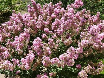 Purple flowers blooming in park