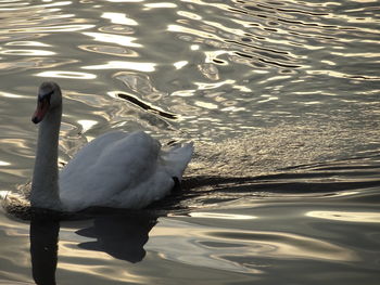 Swan swimming on lake