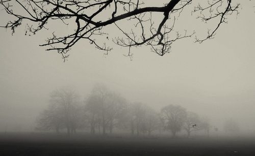 Bare trees against sky