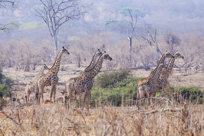 Giraffes standing on grassy field