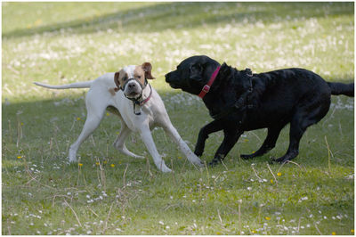 Dog running in a field