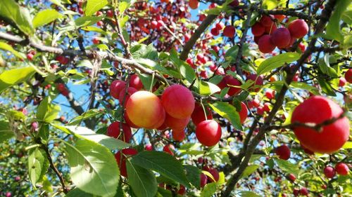 Low angle view of fruits on tree