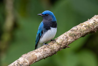 Blue-and-white flycatcher, japanese flycatcher male blue and white color perched on a tree