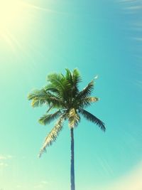 Low angle view of palm trees against blue sky