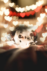 Close-up of dog with illuminated christmas lights