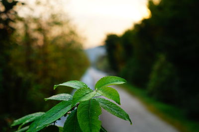 Close-up of leaves