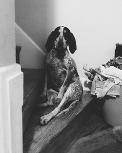 Portrait of dog sitting on floor