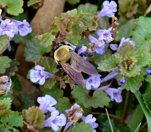 Close-up of honey bee on purple flowers