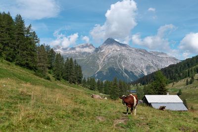 Cow on field against mountain range