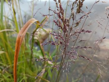 Close-up of grass growing on field