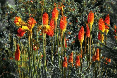 Close-up of fresh flowers