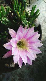 Close-up of pink flower