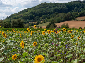 Scenic view of sunflower field against cloudy sky