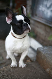 Close-up portrait of dog