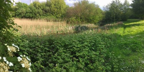 Plants growing on field