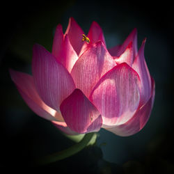 Close-up of pink lily