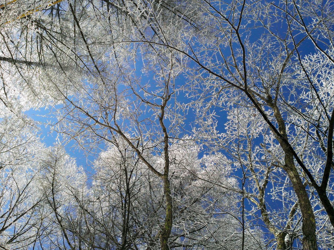 tree, plant, branch, low angle view, beauty in nature, sky, tranquility, bare tree, nature, no people, day, winter, blue, growth, cold temperature, outdoors, scenics - nature, white color, tranquil scene, snow, tree canopy, spring