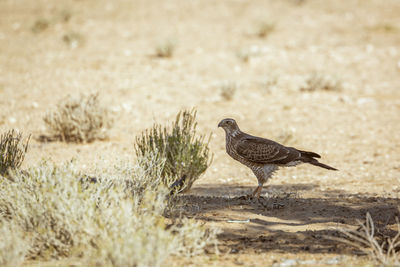 Bird perching on a field