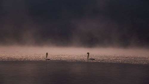 Birds swimming in sea against sky