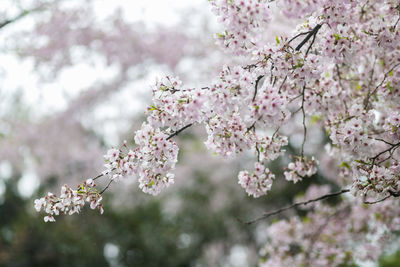 Close-up of pink cherry blossoms in spring