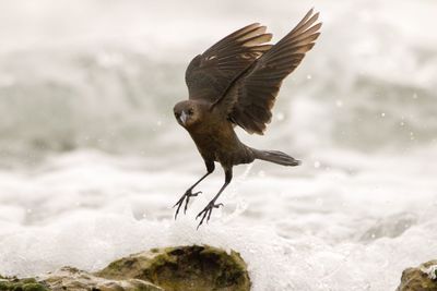 Bird flying over rock