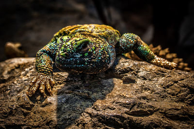 Close-up of lizard on rock