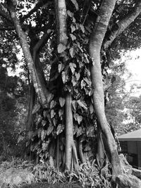 Close-up of ivy