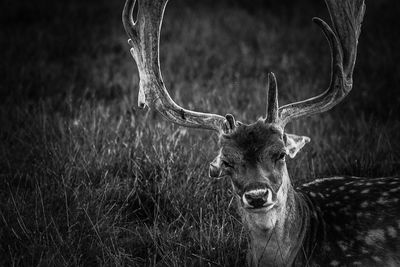 Portrait of deer on field