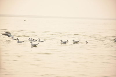 Flock of seagulls in sea