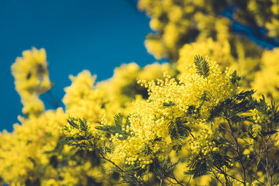 Close-up of fresh yellow flower against sky