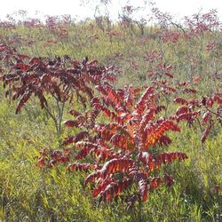 Plants growing on field