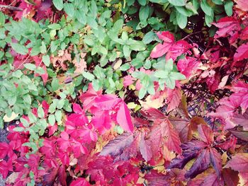 Full frame shot of leaves