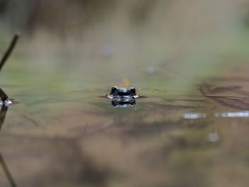 Close-up of duck swimming in lake