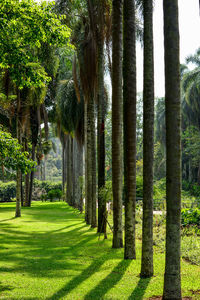 Trees in park