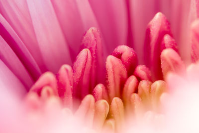 Close-up of pink flower