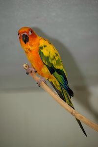 Close-up of parrot perching on a leaf