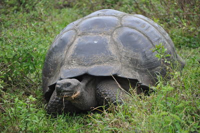 Close-up of a turtle on grass