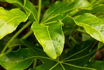 Close-up of green leaves