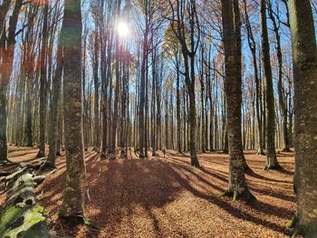 Trees in forest