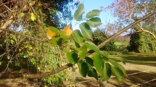 Low angle view of leaves