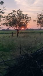 Trees on field against sky during sunset
