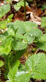 Close-up of wet plant leaves during rainy season