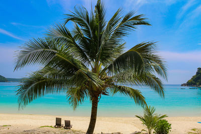 Palm tree on beach against blue sky