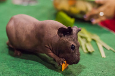Close-up of skinny pig eating food on table