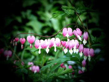 Close-up of pink flowers blooming outdoors