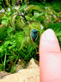 Close-up of insect on hand