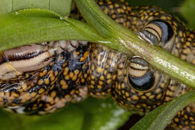 Close-up of insect